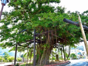 Hinpun Banyan Tree in Nago