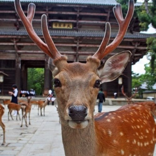 Kyoto and Nara